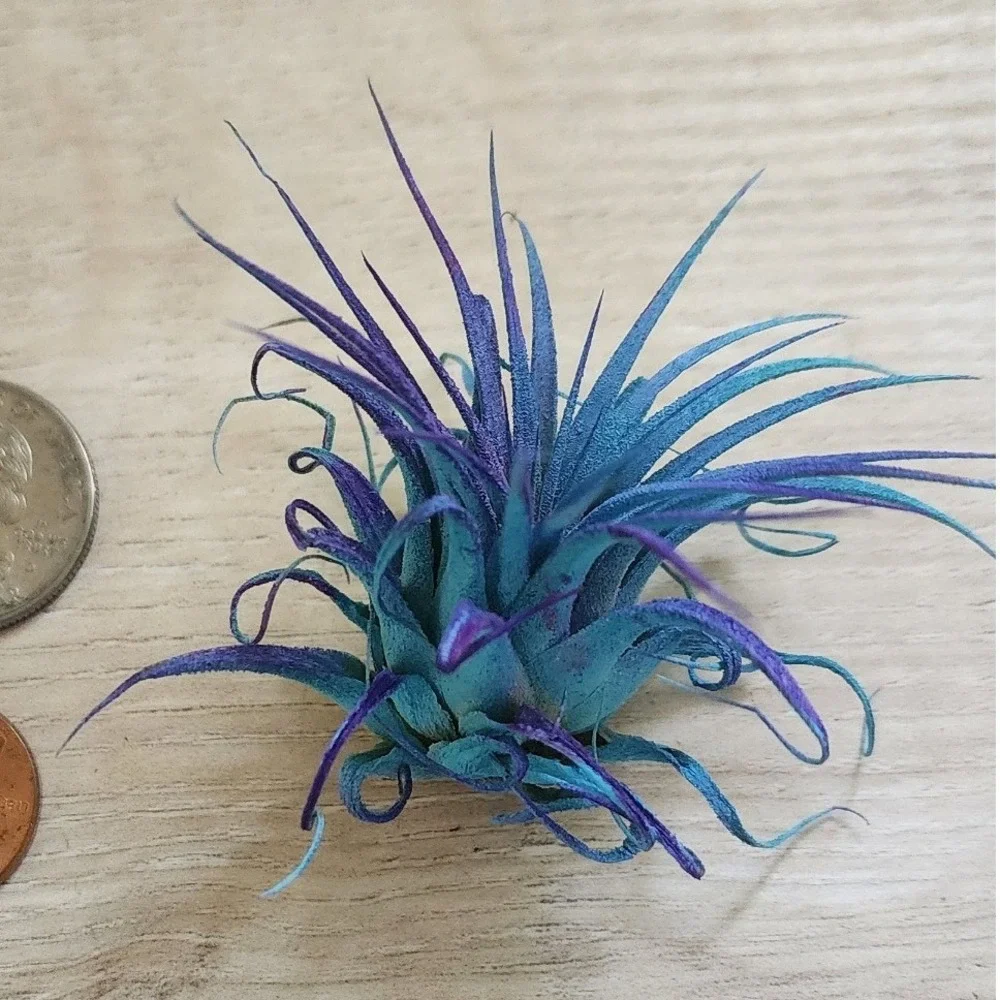 Small Blue Purple Preserved Airplant Tillandsia Decorative Botanical Accent
